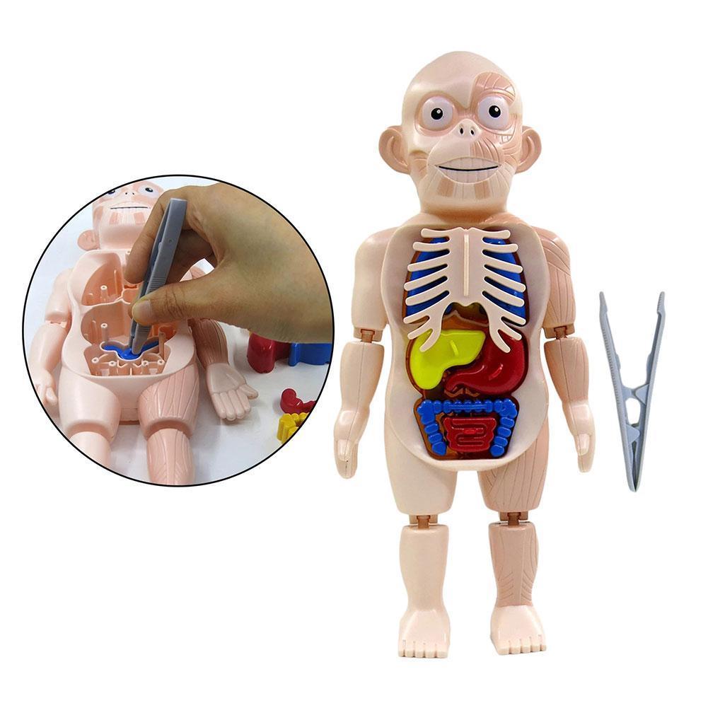 3D Menselijk Lichaam W/Organen Anatomie Educatief Diy Speelgoed Game Gereedschap Scary Demonstratie Voor Kinderen Onderwijs J9W5