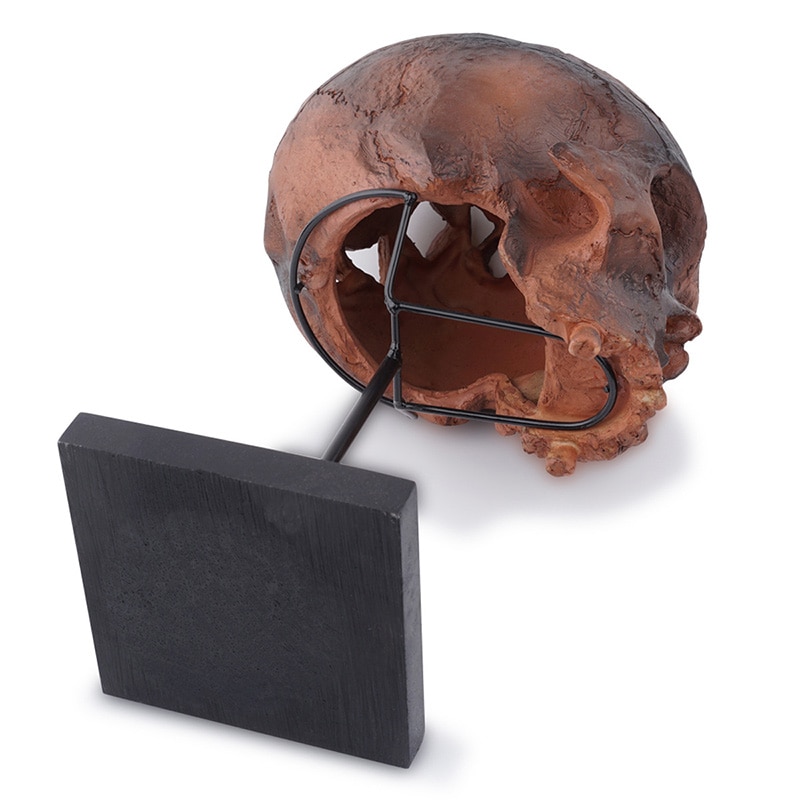 HeyMamba Resin Human Head Skull Statues Display Skeleton Skull Sculpture Halloween Home Bar Decoration