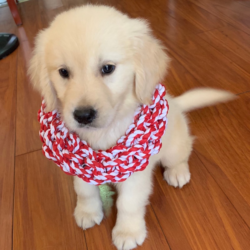 Bite Resistant Big Dog Chew Toys for Large Dogs Interactive Goldern Retriever Play Game Rope Knot Toy Pet Shop Dog Accessories