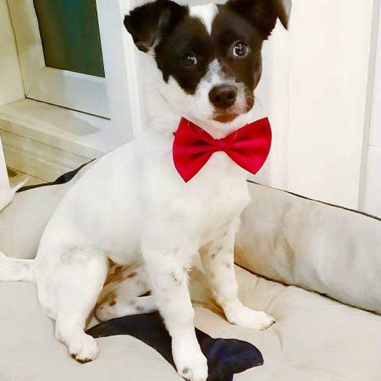 Pajarita ajustable para perro y gato, Collar para el cuello, accesorios para mascotas, pajarita Formal para cachorro, suministros para mascotas