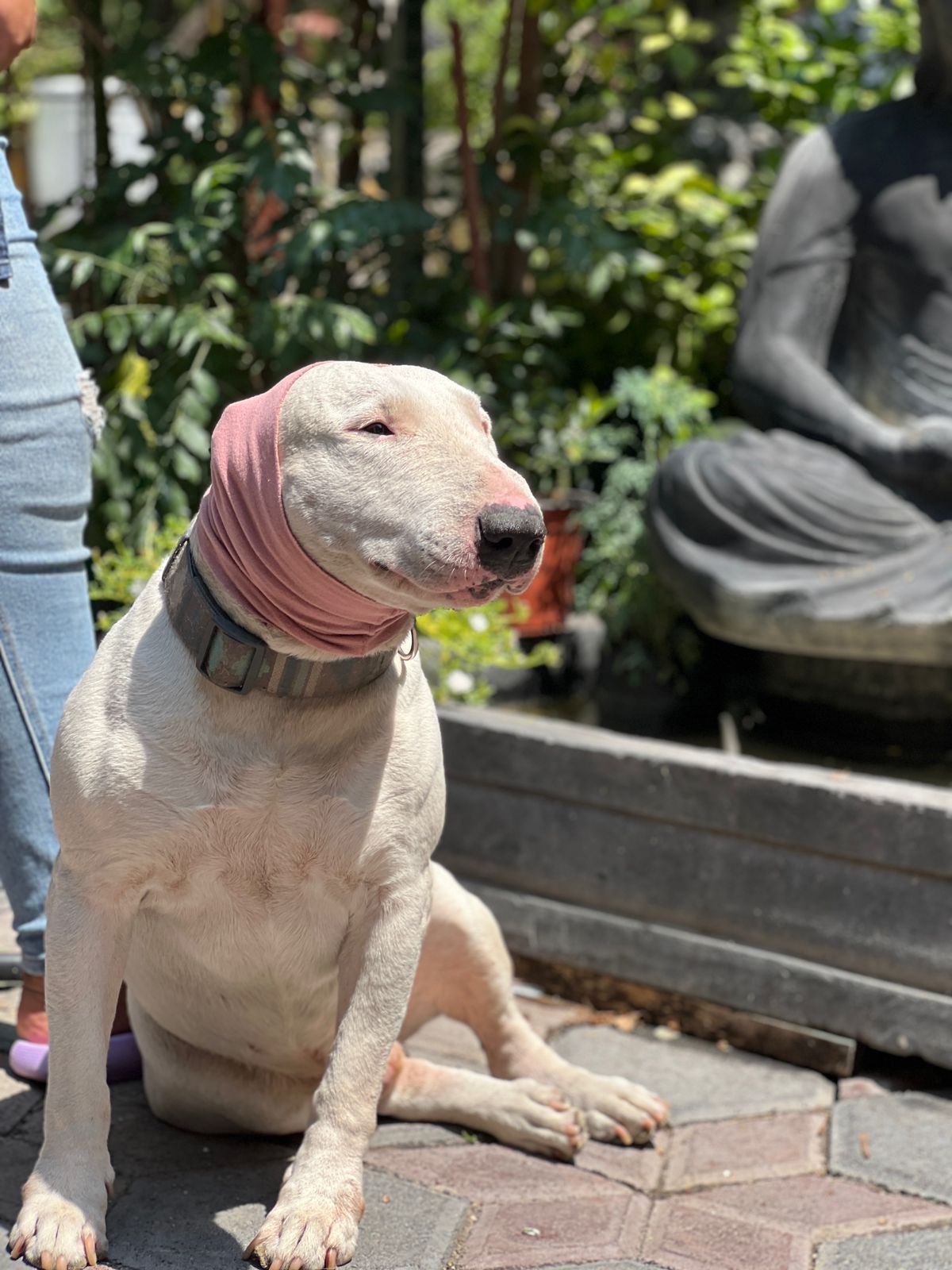 Cuffie antirumore per toelettatura animali domestici per cani e gatti, paraorecchie calde, sciarpa invernale resistente al freddo, riduzione del rumore, lavabili e altamente elastiche
