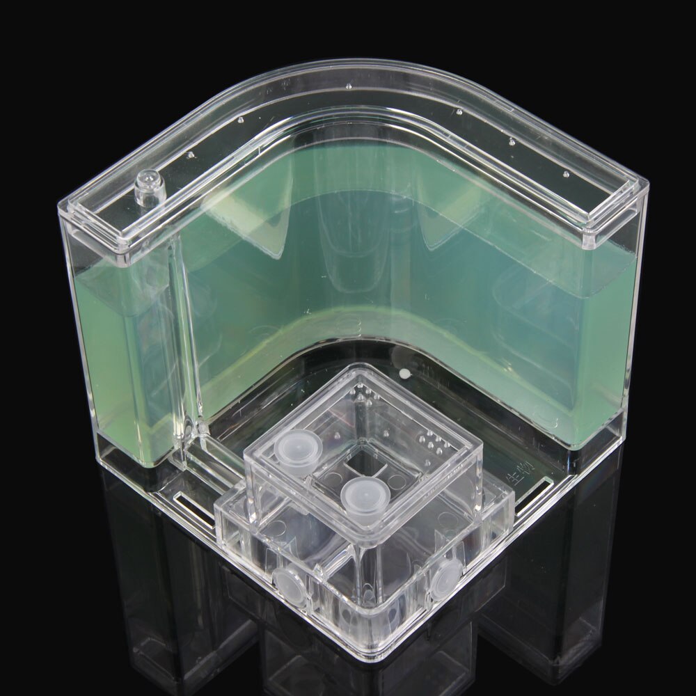 Hormigas acrílicas 3D para granja de hormigas, accesorios educativos de decoración, caja de hormigas mundial