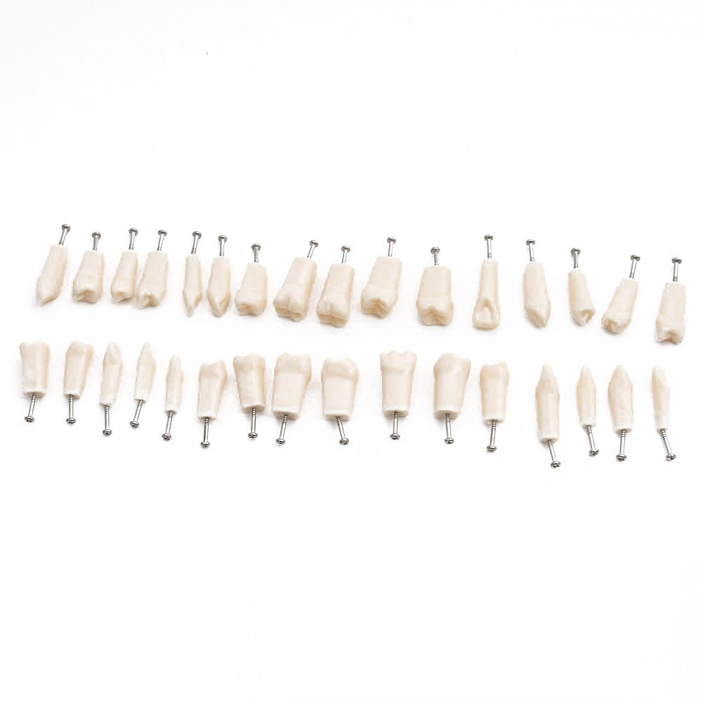 Modèle de dents Standard, modèle de dents orthodontiques avec supports et Tubes buccaux et Implant de fil de ligament et modèle de restauration: 32pcs Teeth Standard