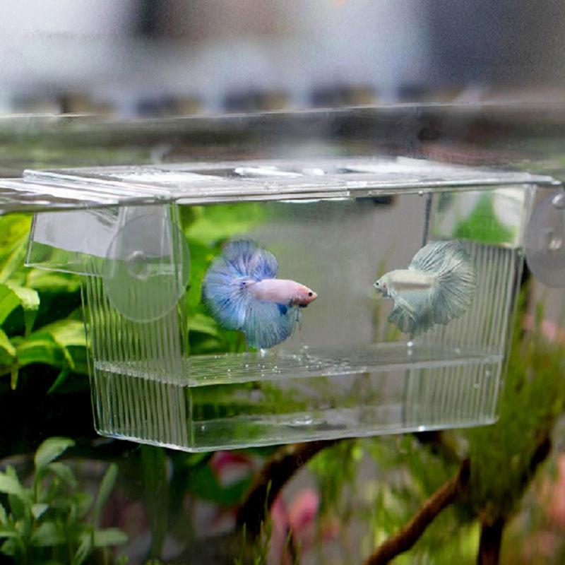Akvarium gennemsigtig dobbelt skål kampfisk mini hus inkubator kasse til yngel isolering rugeri krybdyr bur skildpadde hus