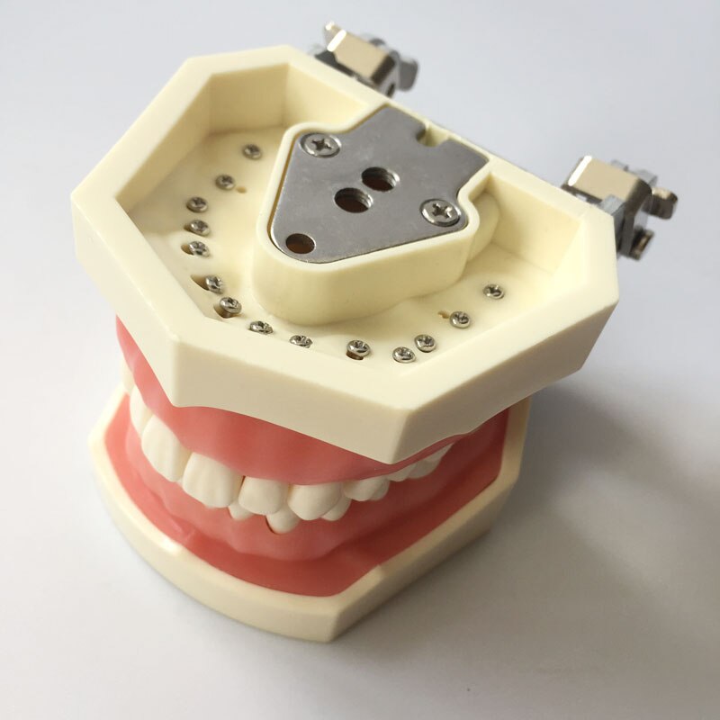 Resin Dental Model 28 Removable Teeth Model Dental Tooth Typodont Model for dentist Teaching Gum teeth model Dentistry Equipment