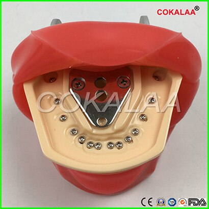 Student Learning Model Dental phantom head model Silicone Mask with 28 Pieces Screw Fixed Teeth: Face and model