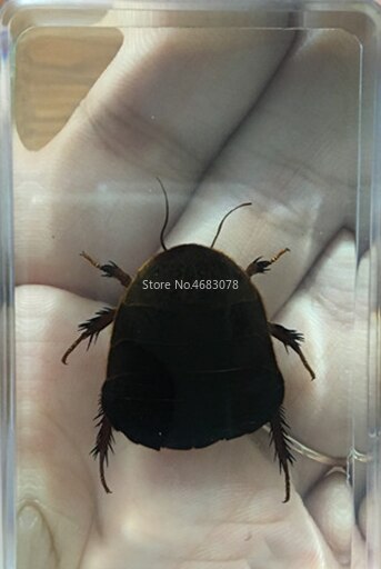 1 stykke møgbilleprøve skorpion i klar harpiks pædagogisk udforske instrument skole biologi undervisningsartikler 73 x 41 x 20mm: Skildpadde med blød skal