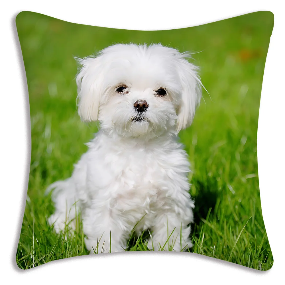 Fodere per cuscini per cani carini Divano dei cartoni animati Federa decorativa per la casa Stampa Fodera per cuscino carina: 450*450mm / Grigio chiaro