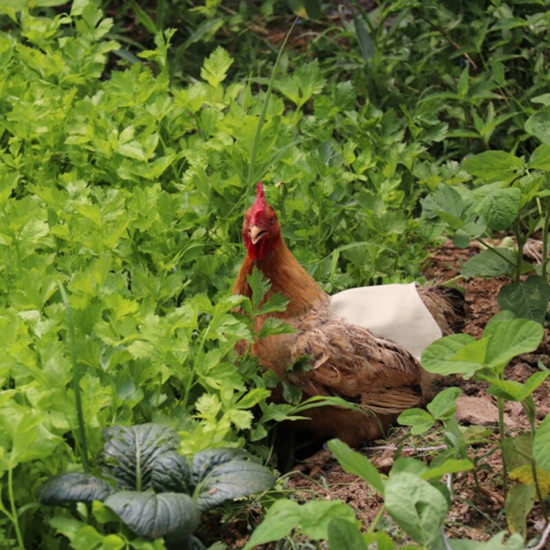 Delantal de montura de gallina y pollo, Color sólido, doble chaqueta ajustable, ropa para mascotas, chaleco, Protector trasero de plumas, suministros para mascotas, 5 uds