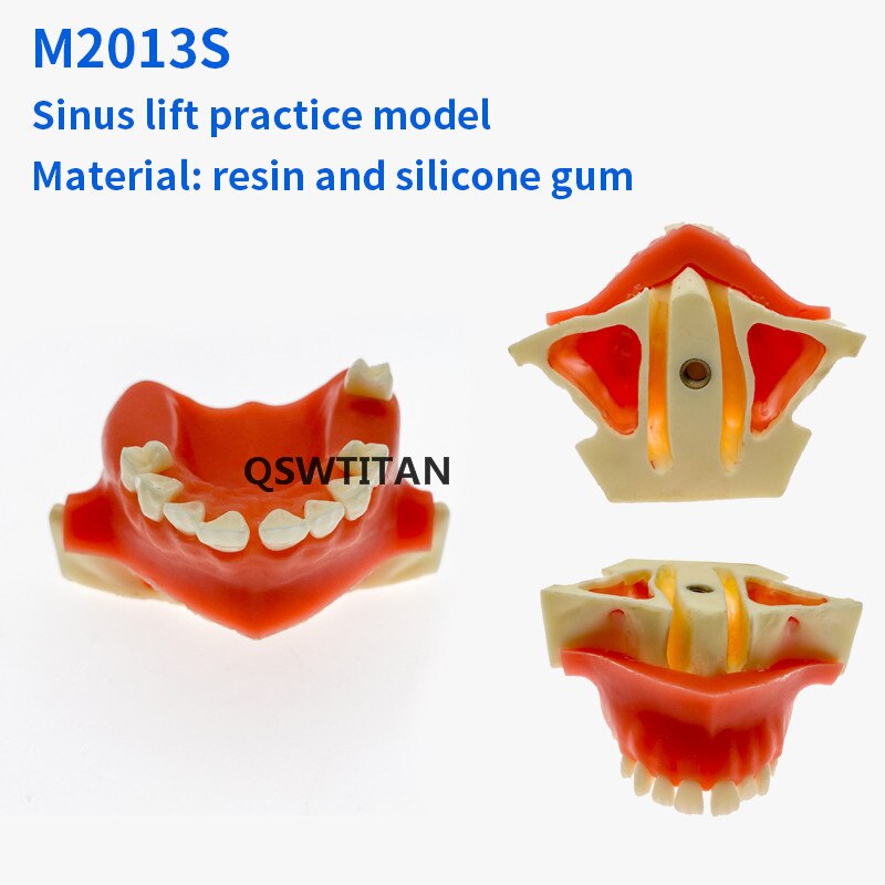 Zahn Sinus Aufzug Praxis Zähne Modell Zahn Lehre Zahn Modell Simulation Modell Typodont Studie Modell