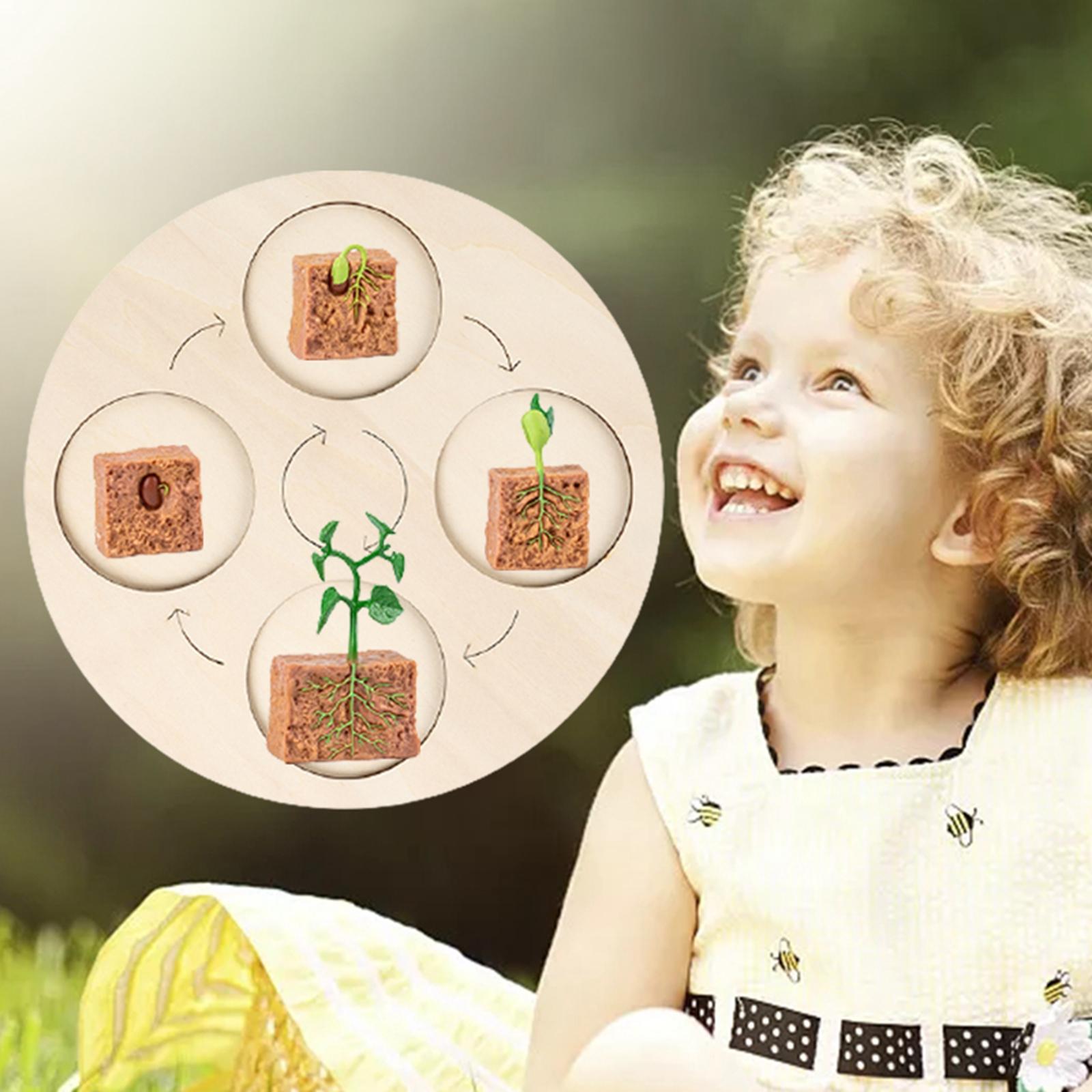 Montessori Life Growth Cycle Board Puzzle do zabawy dla dzieci zwierzęta wczesna edukacja prezenty zabawka na prezenty przedszkole 3 4 5 6 lat dzieci: Plant