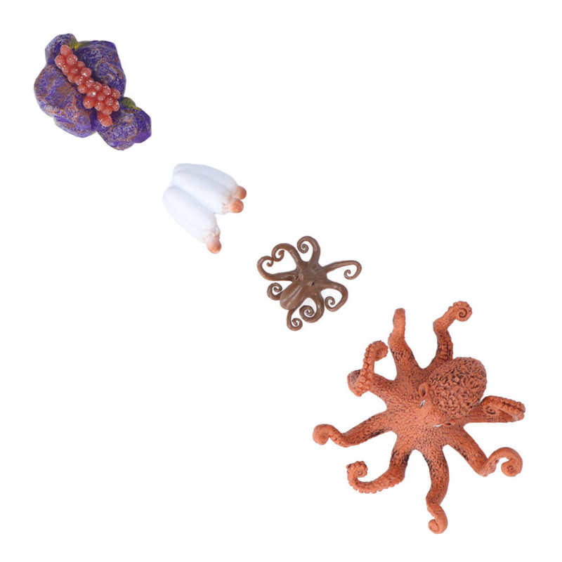 Growth Cycle Toy Vivid Real Growth Cycle Model for Early Education