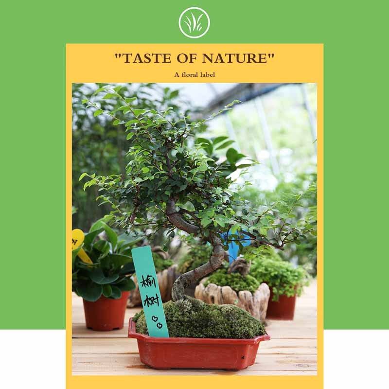 100 stk planter hænge tag etiketter frøplante haven urtepotte plastik tags haven urtepotte plastik tags skilt klassificering værktøjer