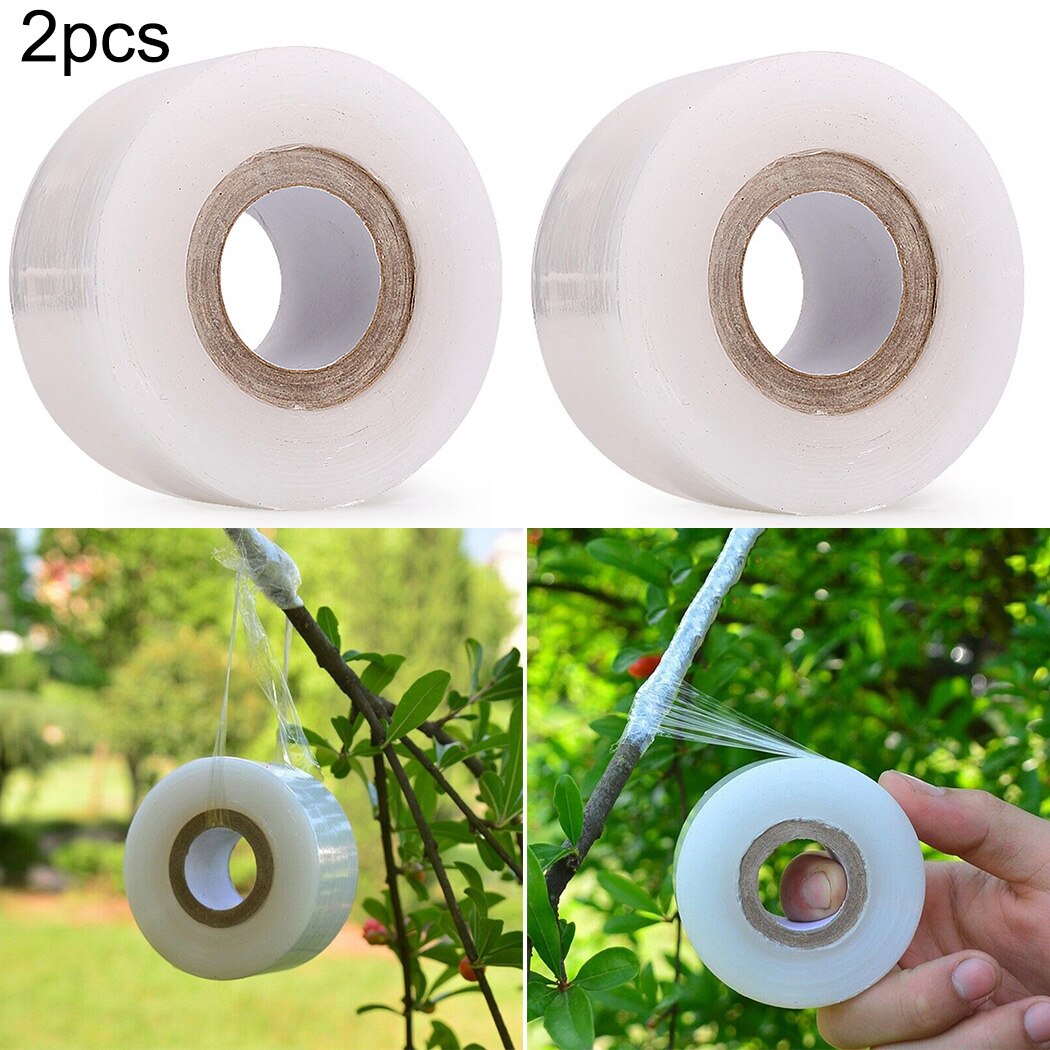 Walnoten Enten Tape Citrus Avocado Steen Vruchten Ontluikende Tuin Boomtak Tie