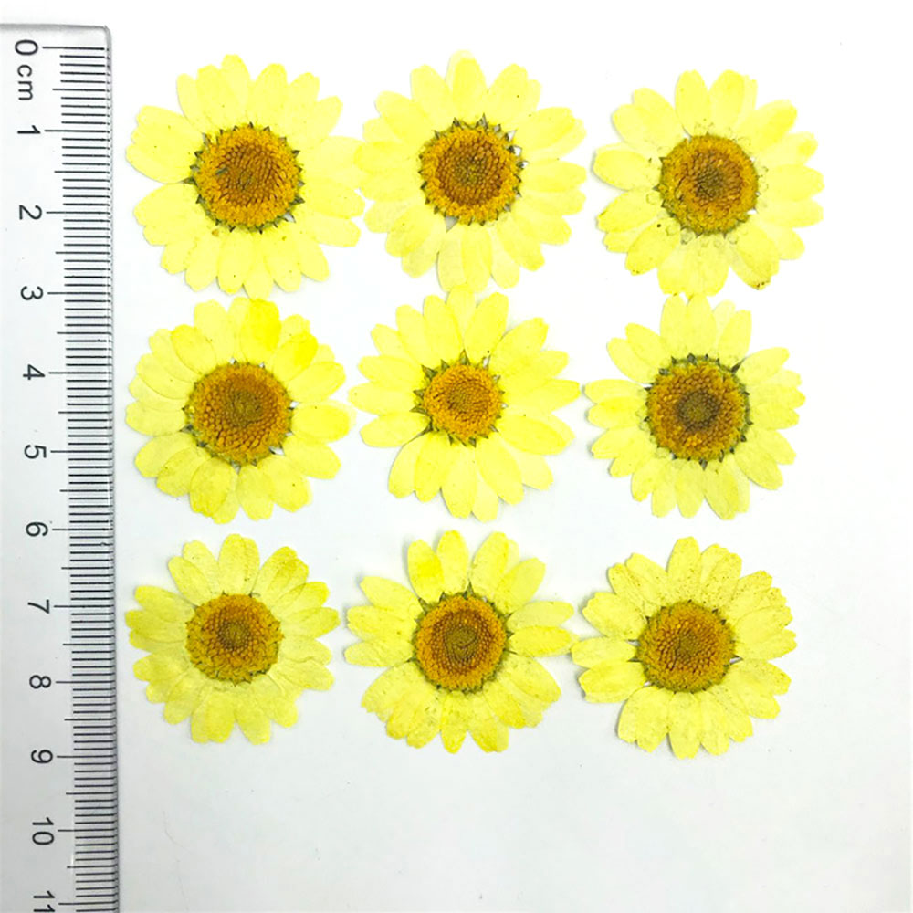 Silicone world Dried Flower Dry Plants For Epoxy Resin Pendant Necklace Jewelry Making Craft DIY Accessories UV Expoxy Flower