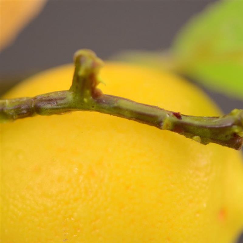 Artificial Lemon Branch Decorative Lifelike Faux Lemon Fruit Decor For Household Party Office Artificial Plants Accessories