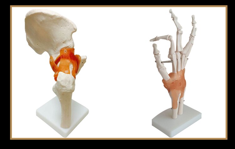 Staccabile ginocchio modello handt/piede/piede/spalla/anca modello di insegnamento
