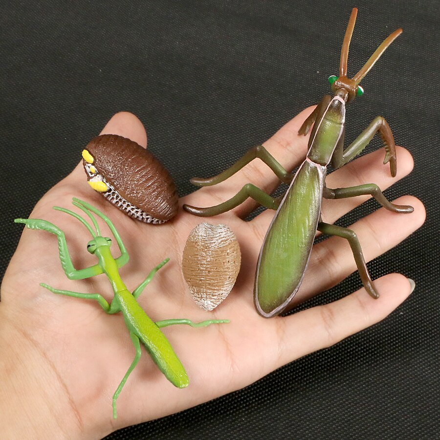 Butterfly Growth Cycle Bee Ladybug Spider Life Cycle Models Simulation Animal Model Action Figures Teaching Material For Kid: Praying Mantis