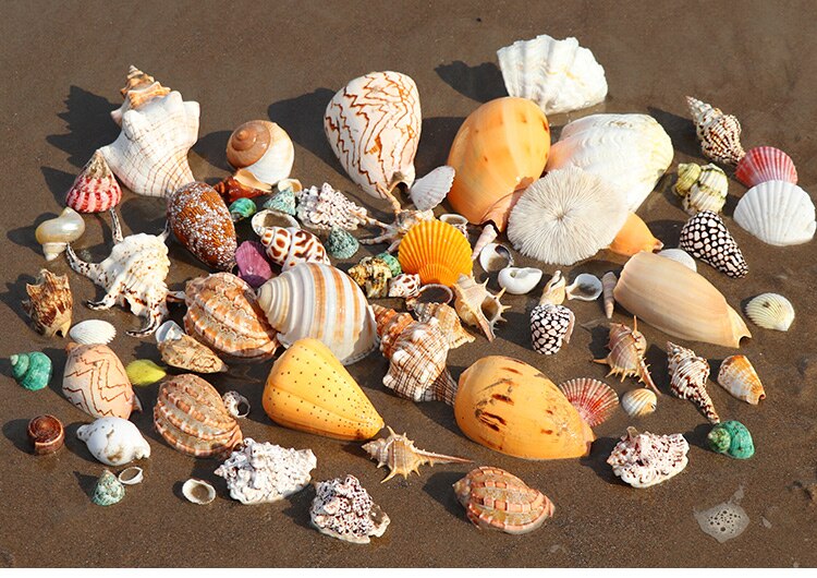 Natuurlijke Shell Schelp Exemplaren Populaire Wetenschappelijke Materialen Conch Geschenkdoos Kleuterschool Voorschoolse Mariene Biologie Collection Craft