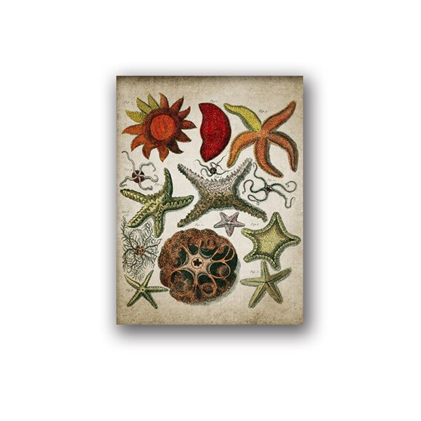Cuadro de pared biológico de concha de estrella de mar, Retro océano, pintura Vintage, póster de papel Kraft: Black / 42x30cm No Frame