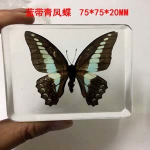 Animal Specimen Onderwijs Kinderen Speelgoed Dier Vlinder Hars Specimen Amber Goederen Van Voor Display Eerder Dan Voor Dragonfly: Graphium milon