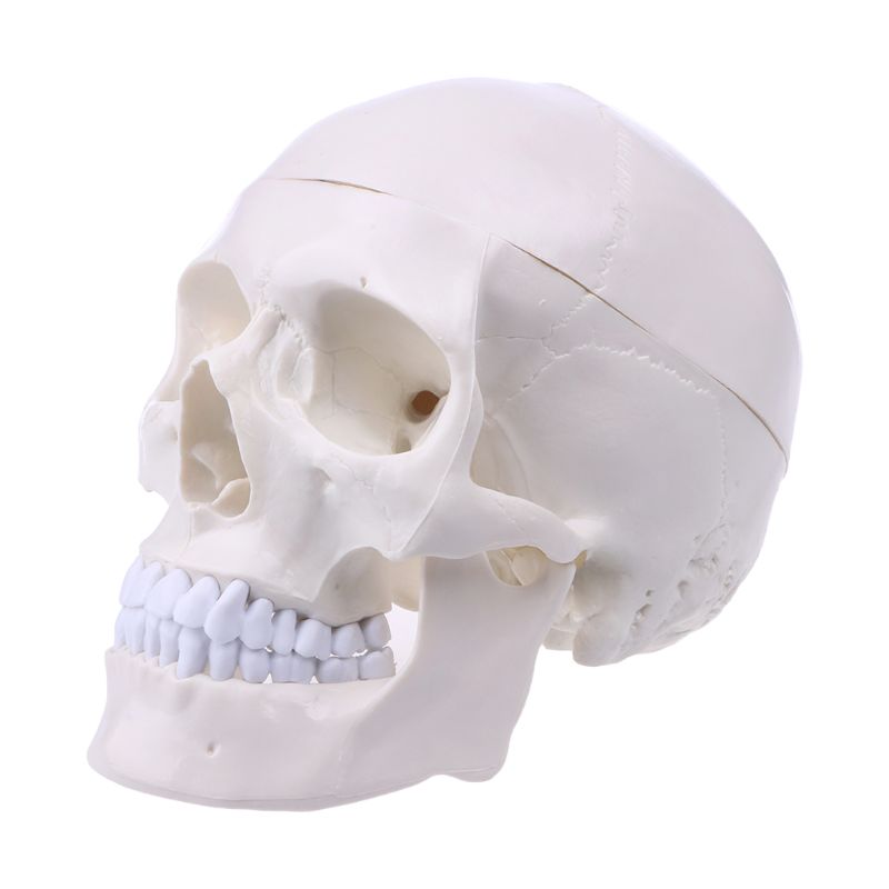 Human Anatomisch Anatomie Hoofd Schedel Skelet Onderwijs Model Schoolbenodigdheden Studie Tool Halloween Bar Ornament