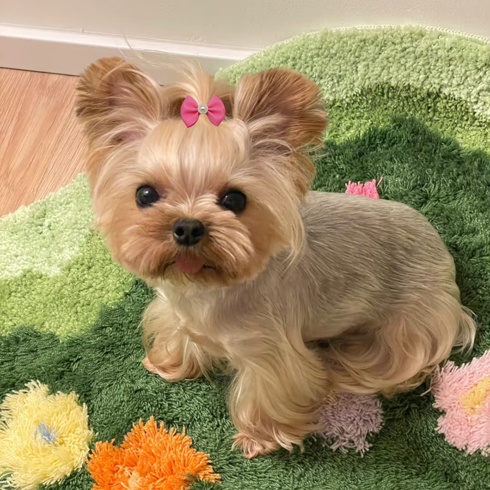 10 piezas de lazos para perros, cinta bonita, accesorios para perros, cuatro tipos, 36 colores, lazos para el pelo para mascotas con banda de goma elástica, de navidad