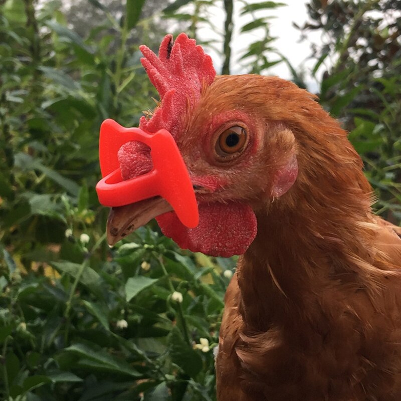 500 ensembles poulet Gles rouge paon lunettes faisan Gles volaille