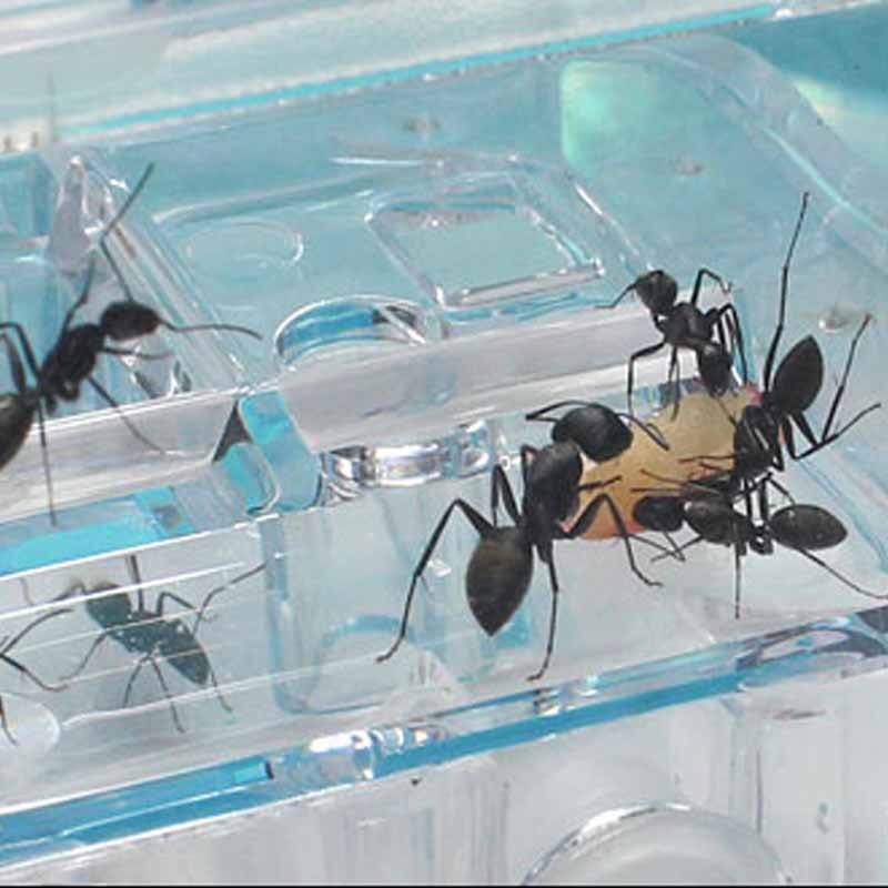 DIY Acrylic Ant Farm Underground Ant Nest Ant House with Feeding Area Pet Anthill Workshop Castle ants farm house