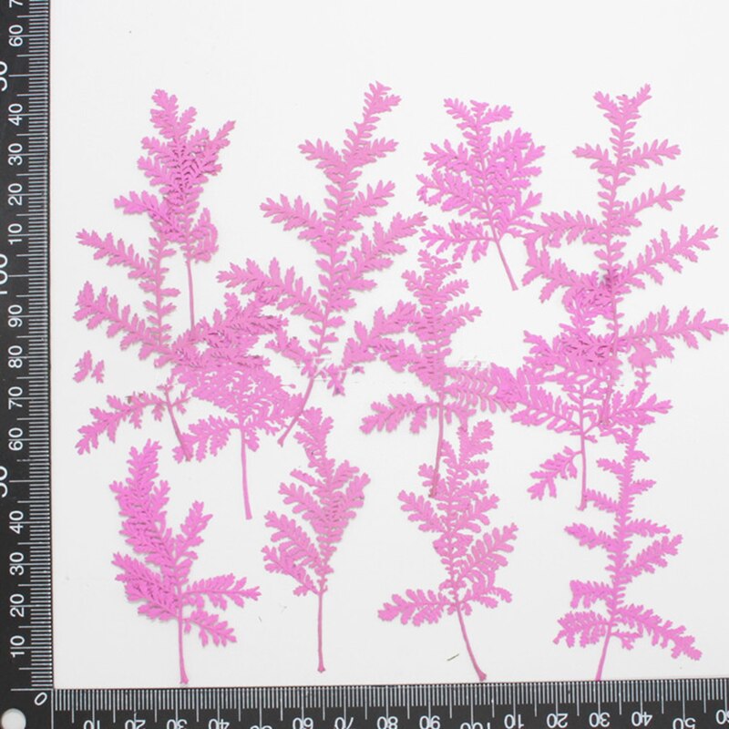 Hojas secas naturales, materiales de relleno decorativos artesanales, flores prensadas secas reales, surtido de hojas prensadas, molde artístico de resina, 12 Uds.