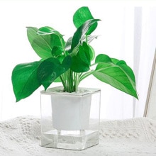 Automatic Visible water level flower pot Transparent flower pot Absorption Self Watering