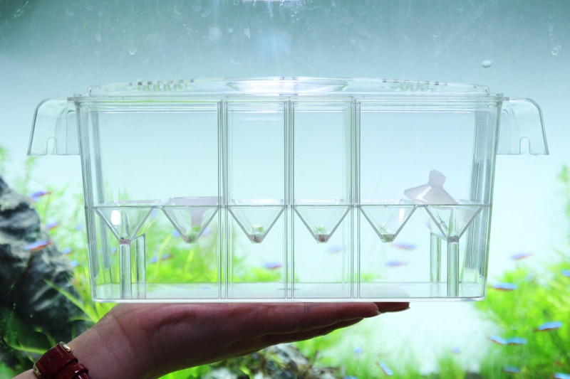 4 caja de la escotilla de la habitación suspende la caja de cría de la separación de los peces pequeños del guppy del acuario