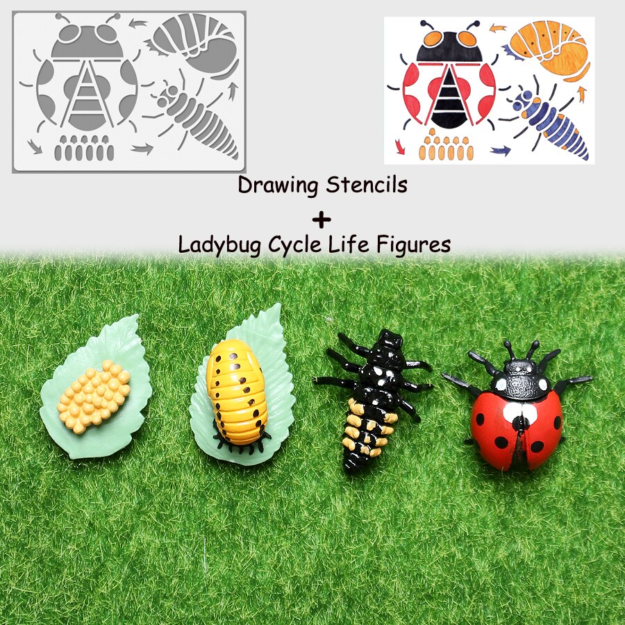 Simulation Animals Life Cycle Model Ladybug Butterfly Hen Turtle Frog Ant Figurine and Stencils Drawing Educational Toys: 1Ladybug 1Stencil