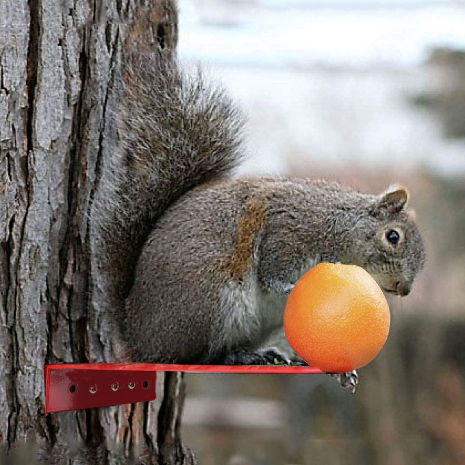 Simple Squirrel Feeding Platform Hanging Feeder Garden Pet Squirrel Feeder for Squirrel Feeding and Watering Supplies