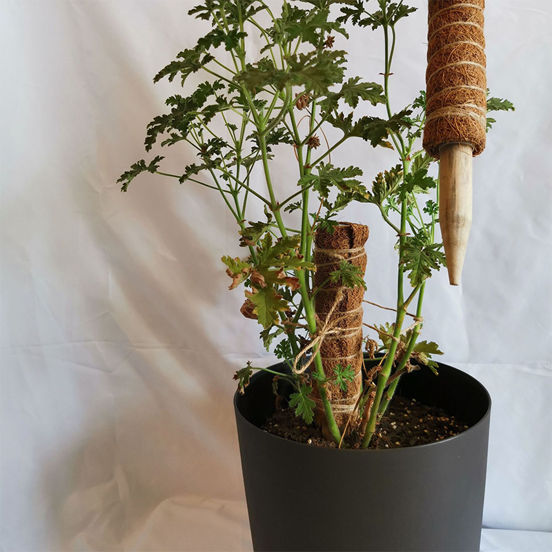 Klimpaal Plant Ondersteuning Indoor Klimplanten Staak