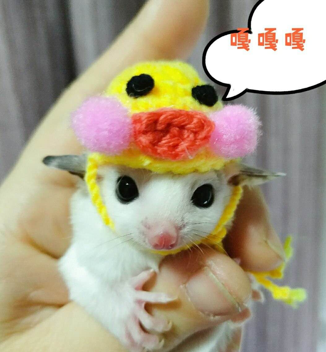 Shrew-sombrero para hámster tejido a mano, mini disfraz de animal bonito, sombrero de dibujos animados, ropa para mascotas: F