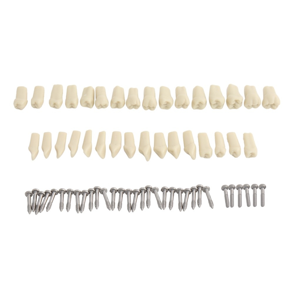 Frasaco Style Dental Model Teeth Model Dental Teaching Model Standard Model with 32pcs Screw-in Teeths Demonstration