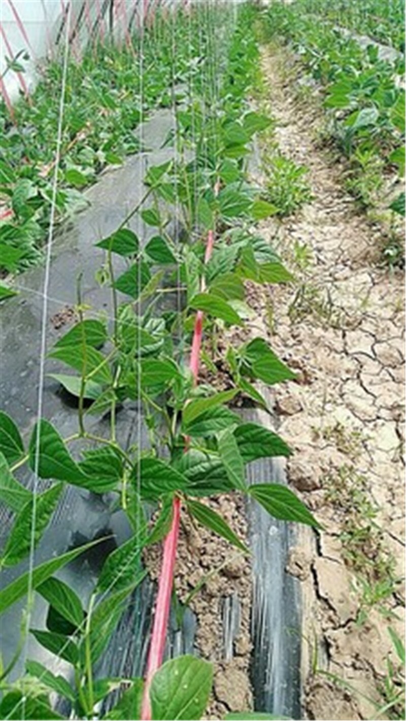 Speciale netto voor plant klimmen meloen bittere kalebas loofah bean meloen fruit komkommer netto landbouw planten netto