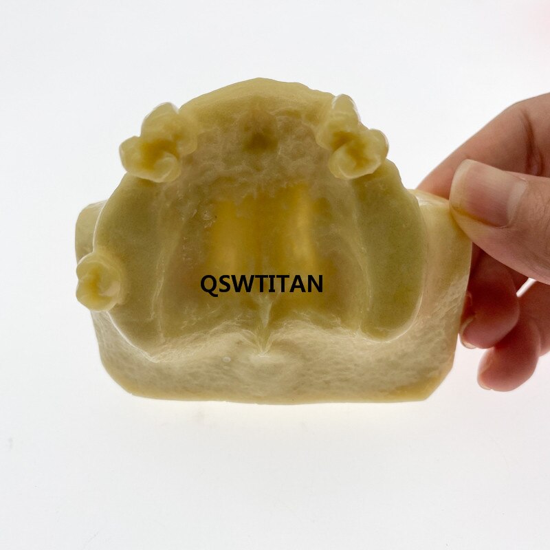 Zahn Sinus Aufzug Praxis Zähne Modell Zahn Lehre Zahn Modell Simulation Modell Typodont Studie Modell