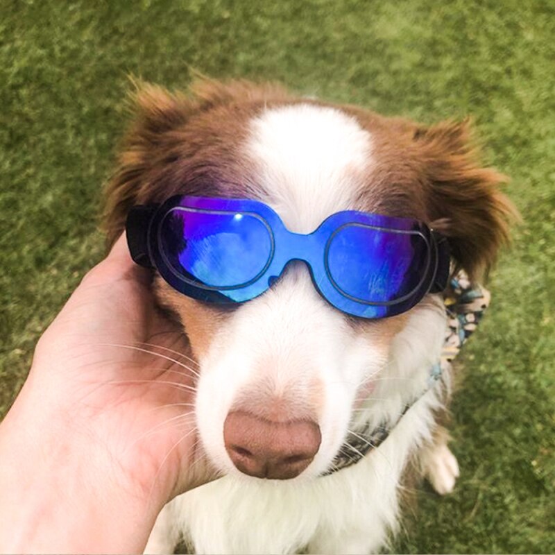 Kæledyrs sikkerhedsdragt motorcykel hundehjelm med solbriller sej kæledyr hundehjelm hjelm plastik kæledyrshætte