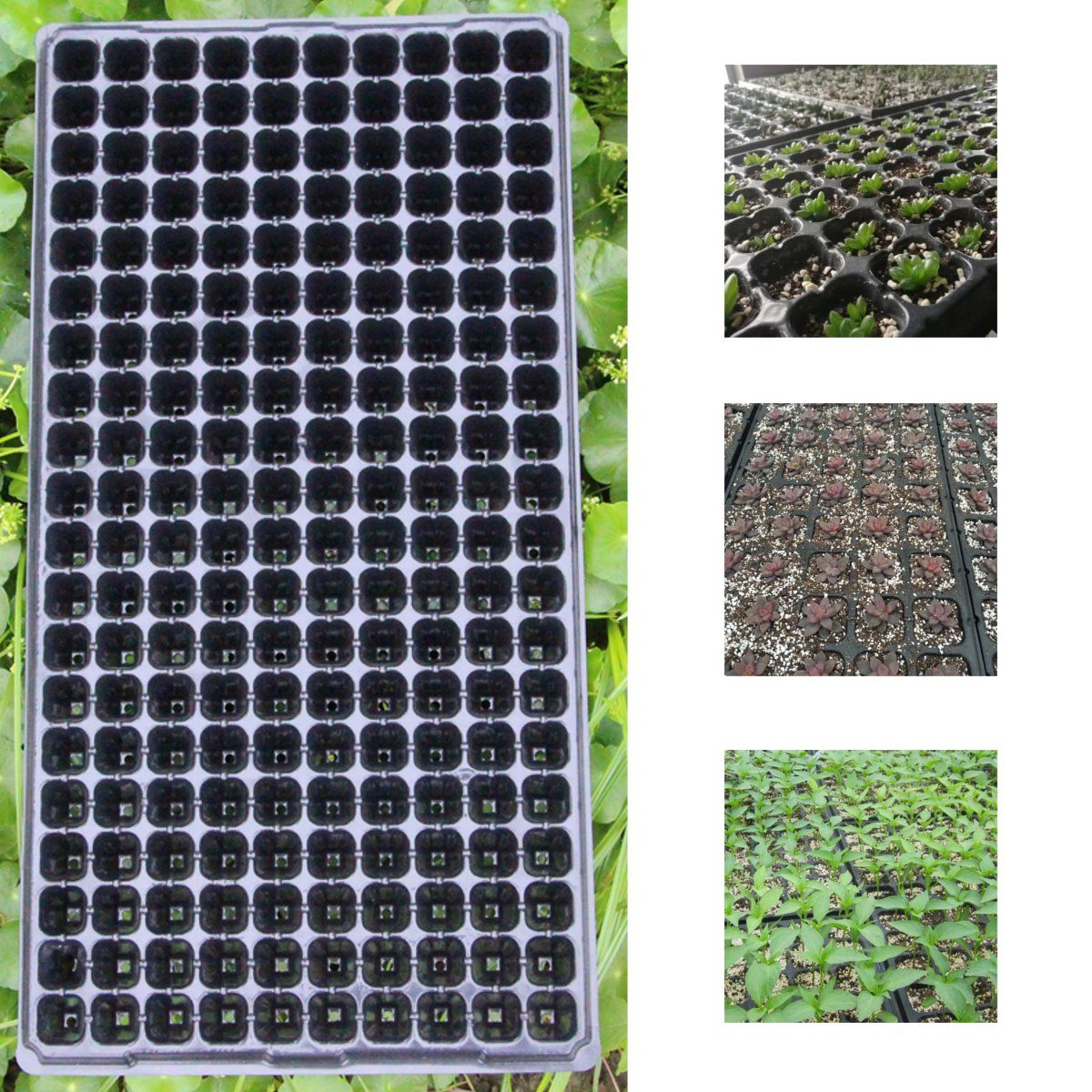 200 Holes Seedling Starter Planting Tray Extra Strength Seed Germination Vegetable Plant Flower Pot Nursery Grow Box Propagation