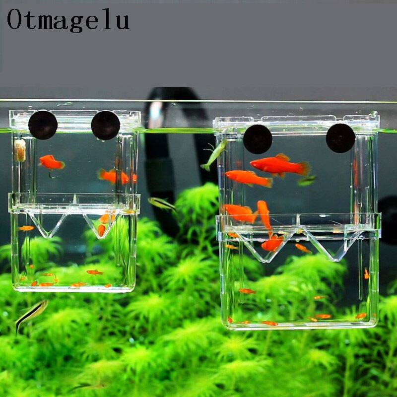 Betta – boîte d'isolation pour l'élevage de poissons, Mini Aquarium, incubateur à Double trous en acrylique