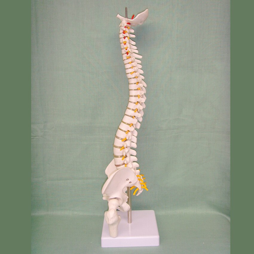 Modelo de espina humana anatómica de 45cm, suministros de anatomía Lumbar humana, modelos espinales, demostración para exhibición de enseñanza escolar