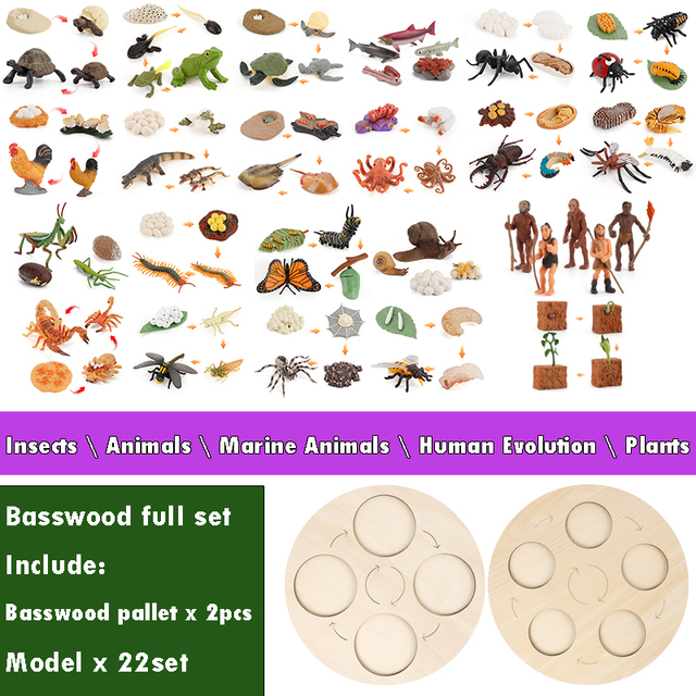 Bordo del ciclo di vita animale in legno giocattoli per bambini supporti didattici Montessori ciclo di crescita delle piante modello Set giocattoli educativi per la scienza della vita