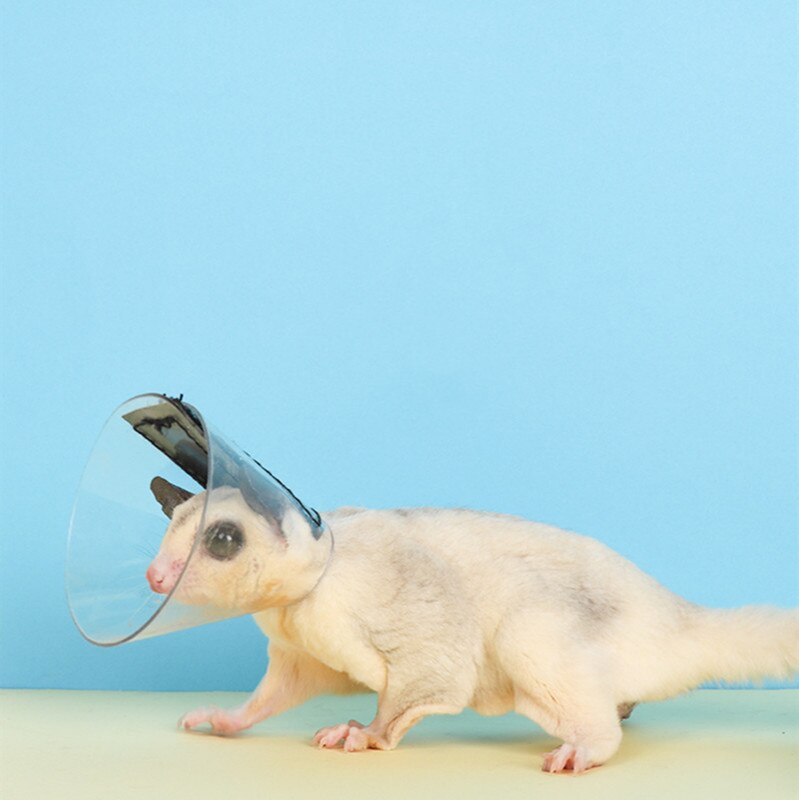 Małe zwierzę elżbietańskie koło miód szybowiec wiewiórka chomik anty-ugryzienie kołnierz przezroczyste i wodoodporne akcesoria dla chomików