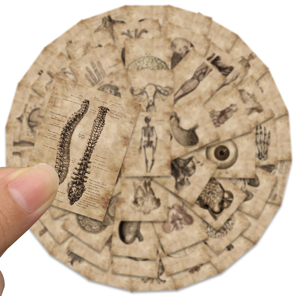 56Pcs Human Anatomy Physiology Heart Skull Internal Organs Sticker Skeleton Graffiti Stickers Luggage Laptop Sticker