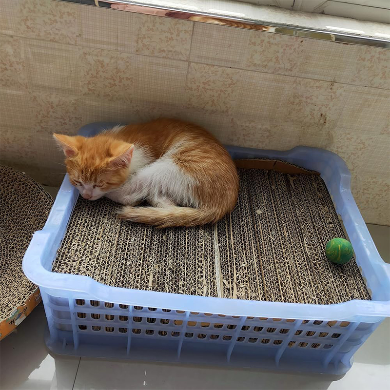 Coupe-carton portatif imprimé en 3D, outil de recyclage, planche à gratter pour chat, 1 pièce