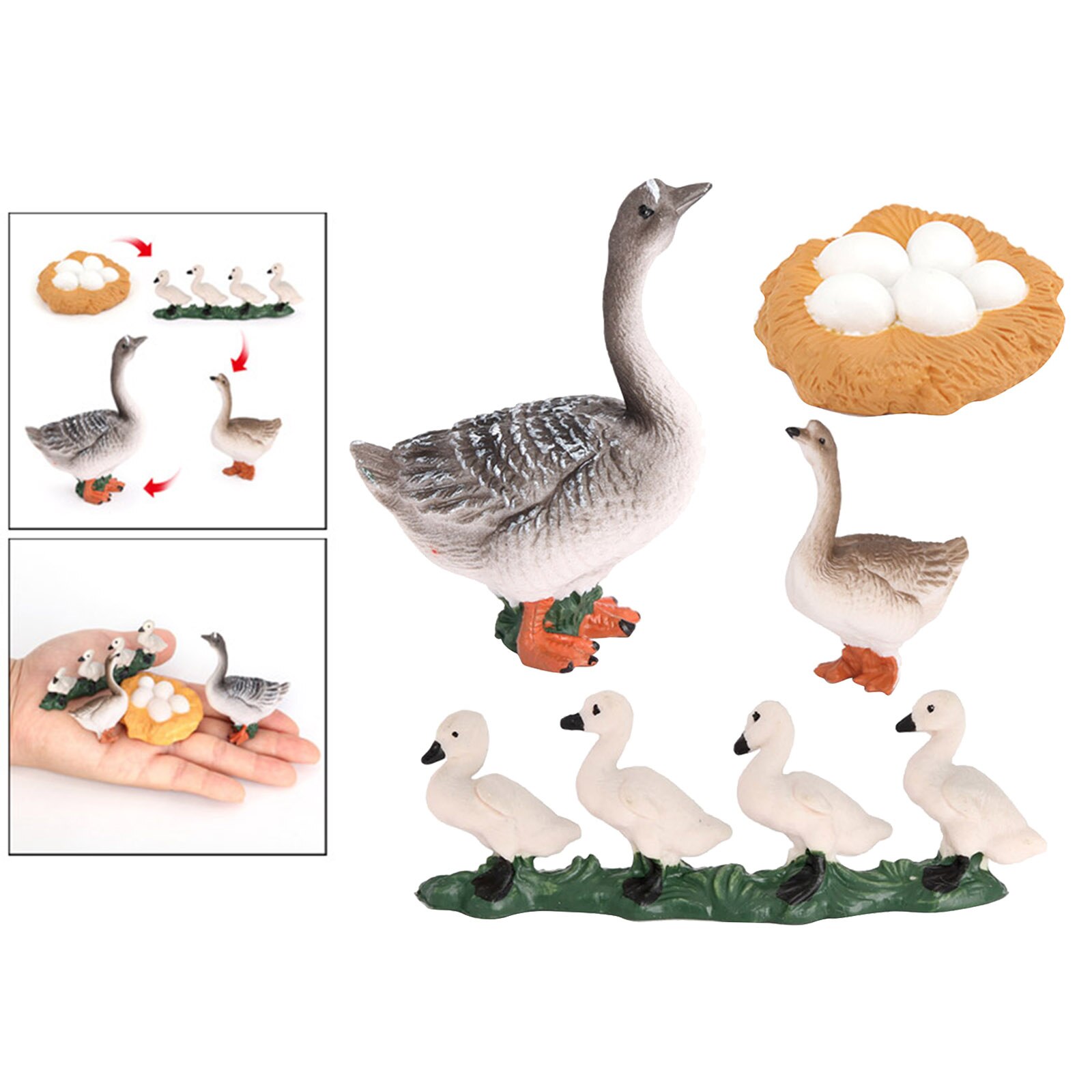 4 Stage Animal Growth Cycle Model Life Cycle of Goose Children Imagination
