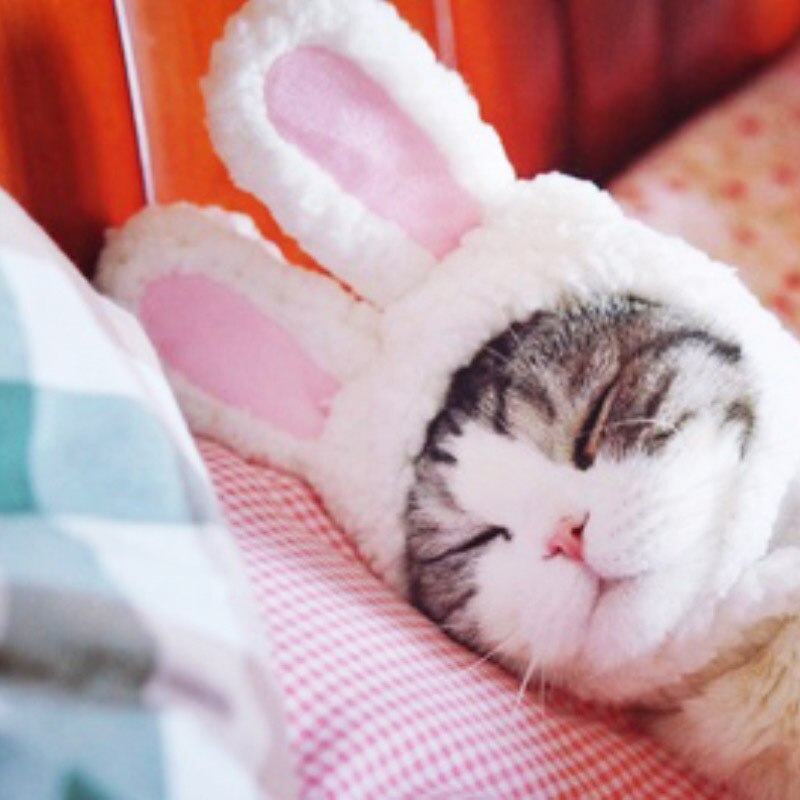 Accessori per gatti cappelli per gatti puntelli per prestazioni copricapo Cosplay Pet peluche coniglio orecchio copricapo orecchie da coniglio gatti cani copricapo per animali domestici: Default Title