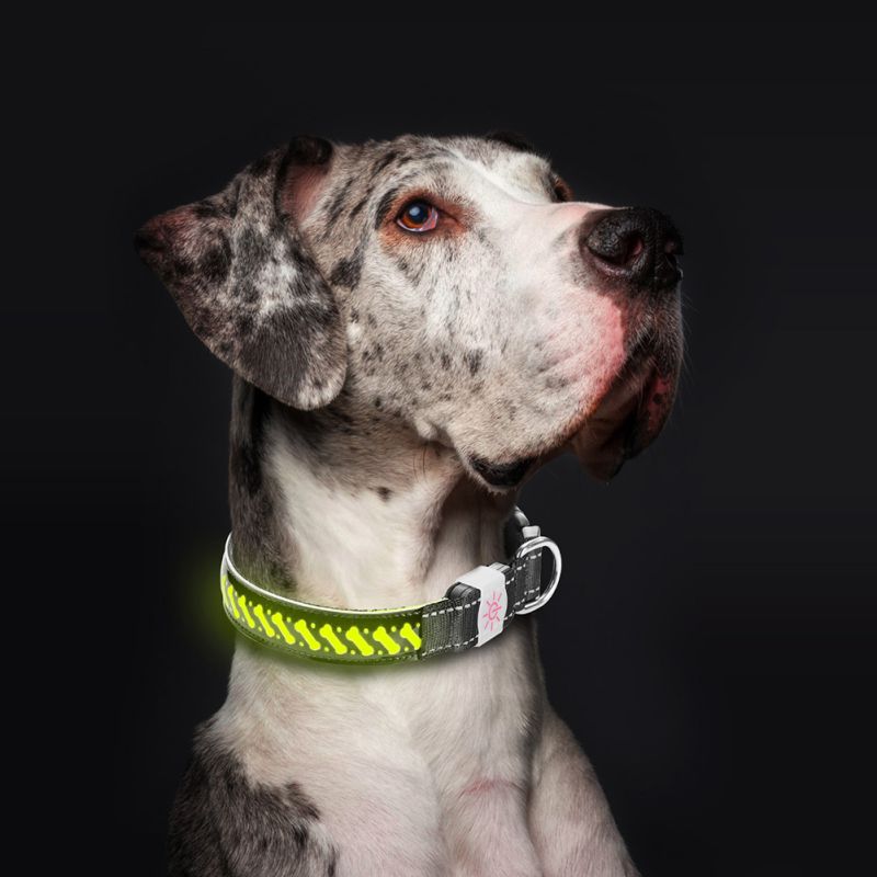 Collier de chien de LED en cuir d'unité centrale Rechargeable d'usb de collier pour animaux de compagnie de lumière de nuit collier de lueur avancé, collier réglable d'animal de compagnie de sécurité